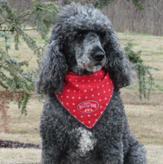 Chance the Standard Poodle