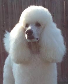 Murray the Standard Poodle