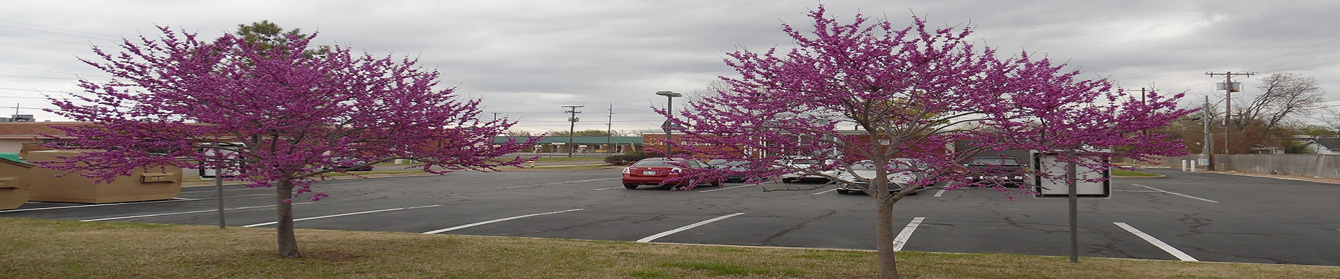 Redbuds at Nathan Hale Library