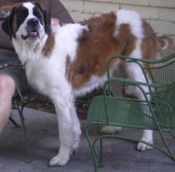 Ab the Saint Bernard dog