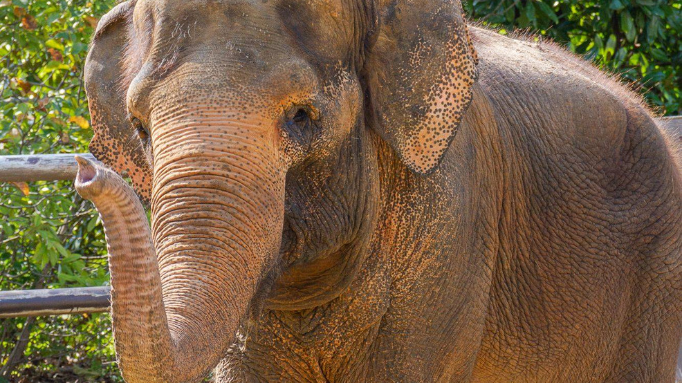 Booper elephant