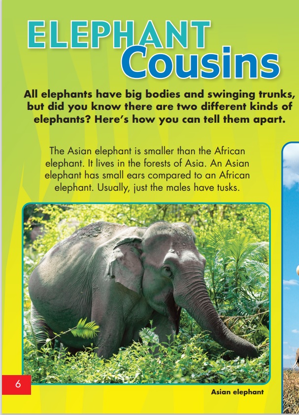 elephant cousins