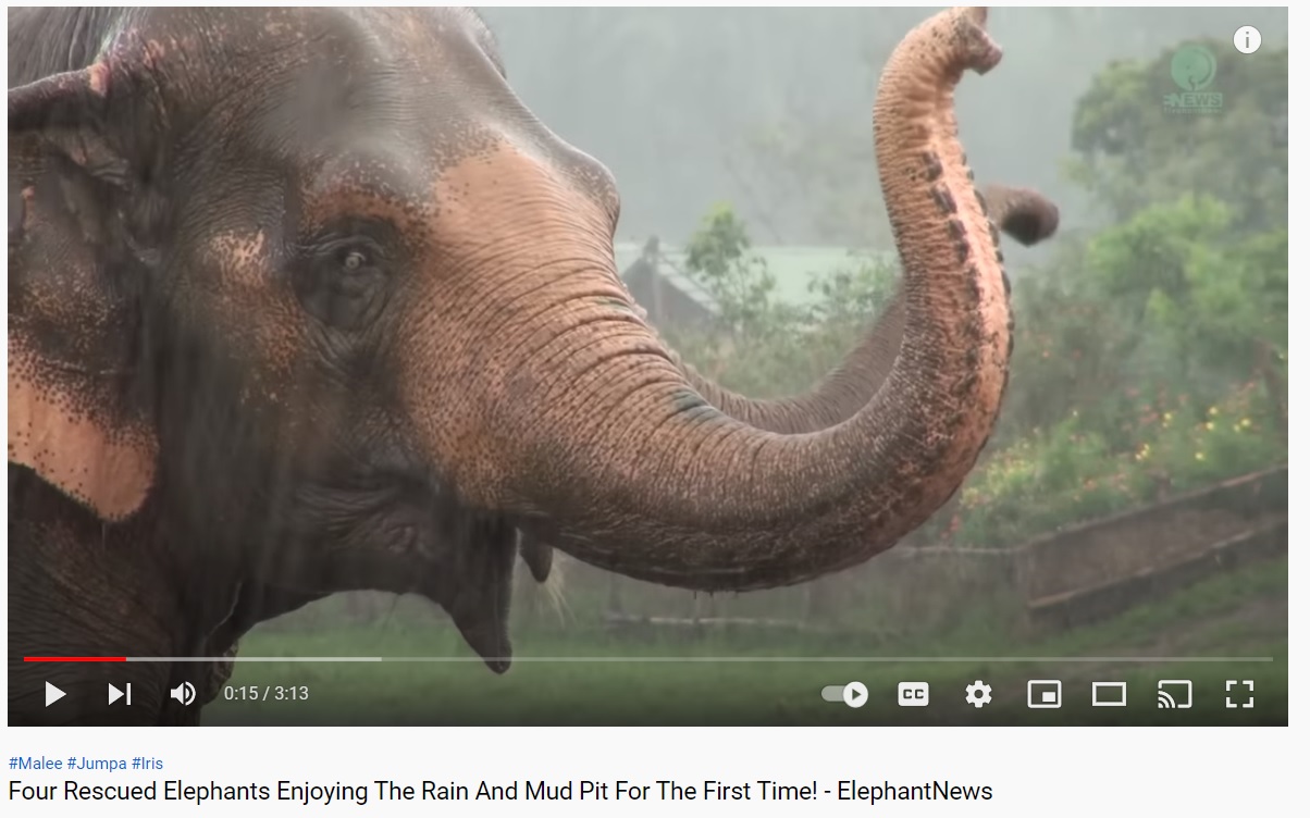 Rain elephants