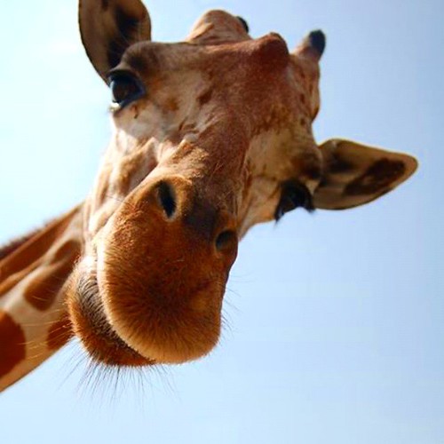Giraffe