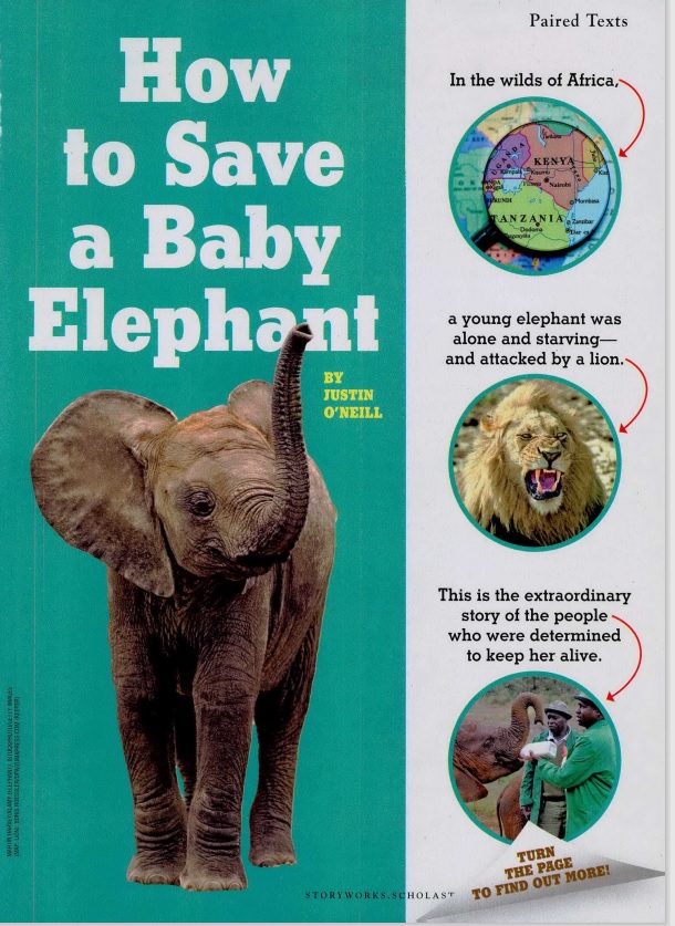 How to save baby elephant
