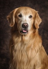 Kelty the Golden Retriever