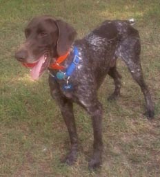 Boone the German Shorthaired Pointer