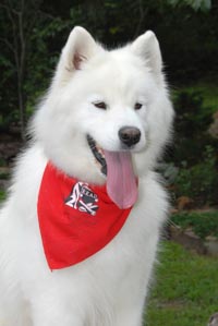 Sonya the Samoyed