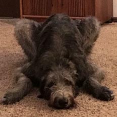 Taylor the Irish Wolfhound