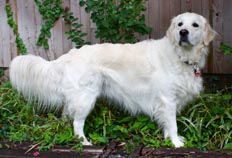 Toots the English Cream Golden Retriever