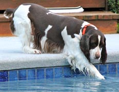 Zack the English Springer Spaniel