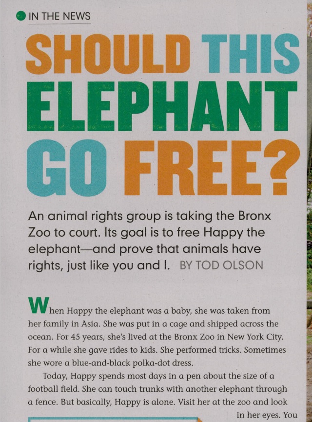 Should elephant go free