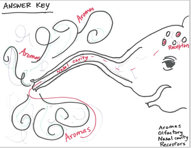Smell answer key