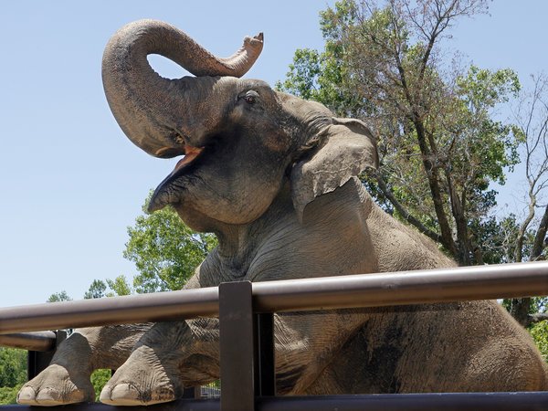 Sneezy elephant