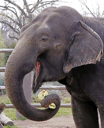 Sooky elephant