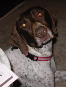 Stitch the German Shorthaired Pointer