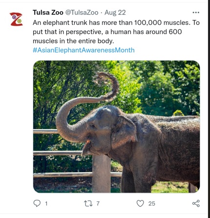 Elephant Tulsa Zoo twitter