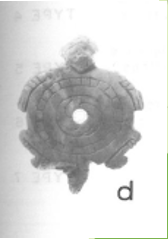 turtle logo inspiration