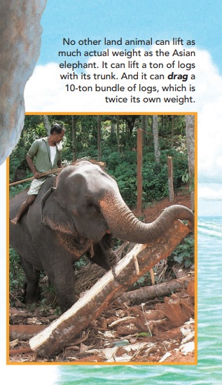 weight lifting asian elephants