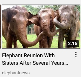 Elephant reunion