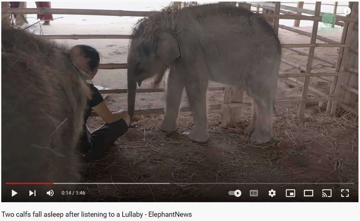 Lullaby elephants