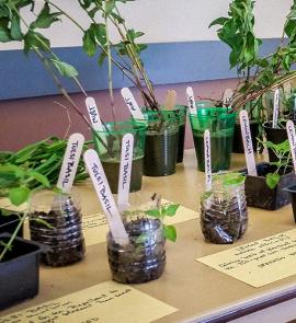 Seed samples in a beaker