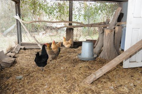 Tulsa World Feature on Raising Urban Chickens