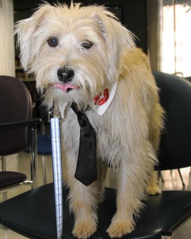 Tulsa World Features PAWS for Reading Tulsa World Features PAWS for Reading